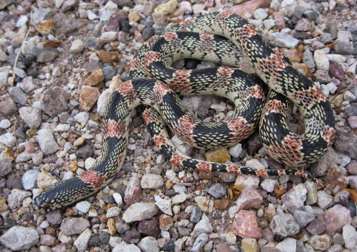 Longnose Snake